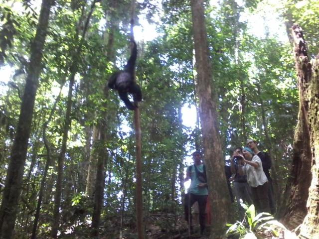 Orangutantreksumatra & Lovely Jungle Only Book If Are Treking With Us