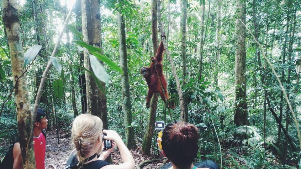 Orang Utan Treking Sumatra & Lovely Jungle Only Book If Are Treking With Us Lodge