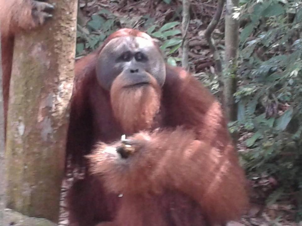 Orang Utan Treking Sumatra & Lovely Jungle Only Book If Are Treking With Us Lodge *