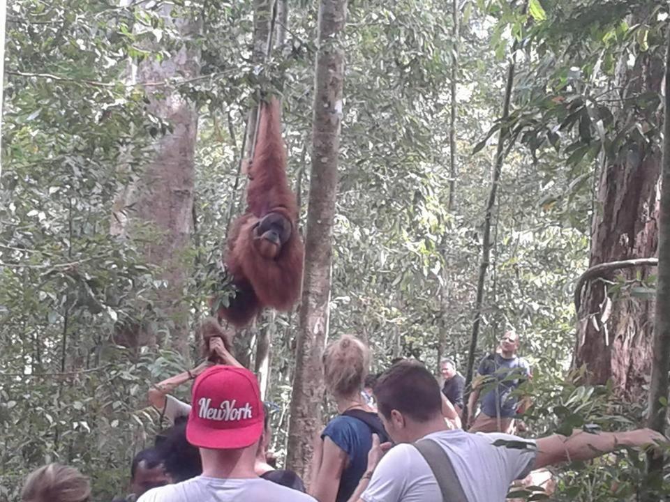 Lodge Orang Utan Treking Sumatra & Lovely Jungle Only Book If Are Treking With Us *