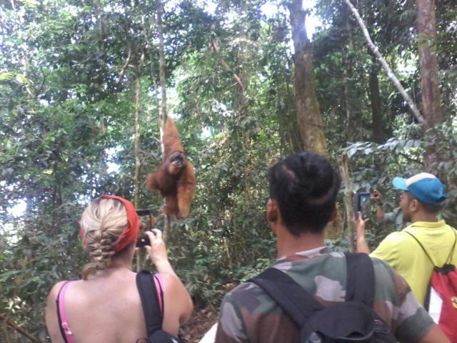 Orang Utan Treking Sumatra & Lovely Jungle Only Book If Are Treking With Us * Bukit Lawang