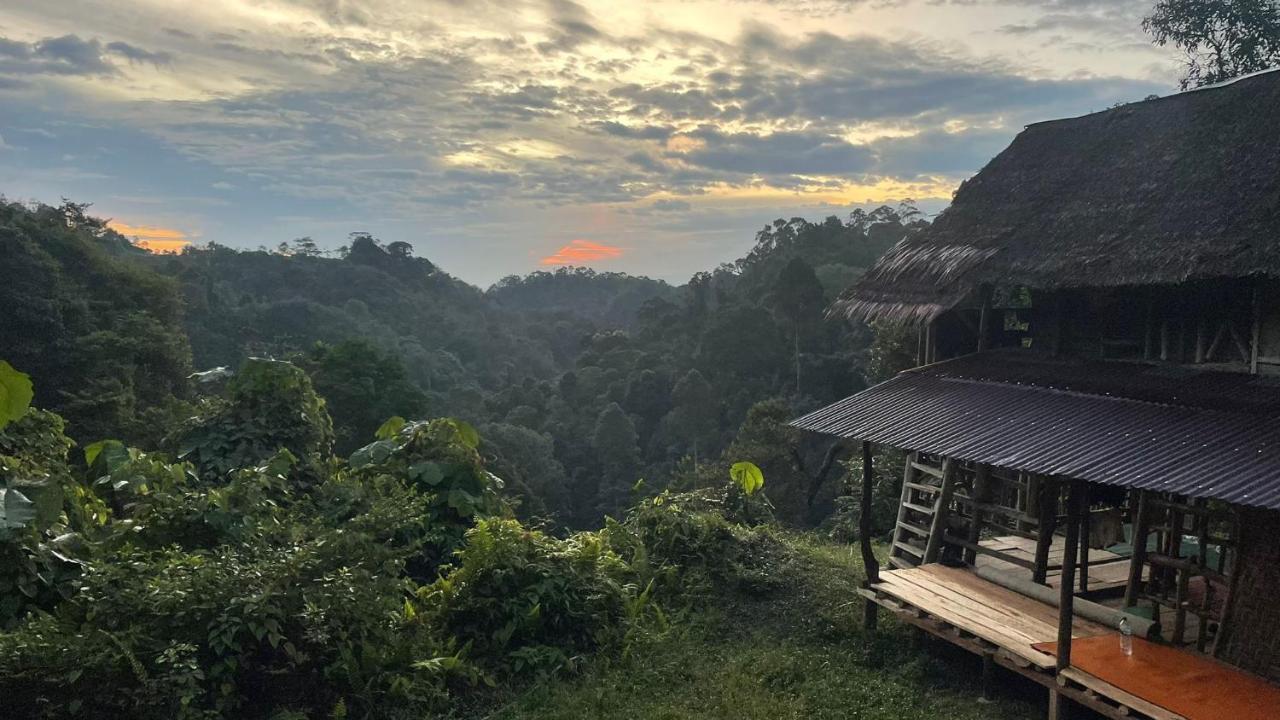 Lodge Orang Utan Treking Sumatra & Lovely Jungle Only Book If Are Treking With Us Bukit Lawang