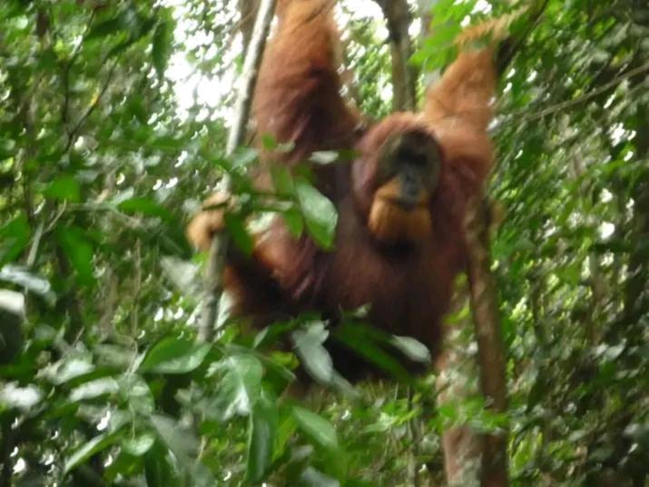 Orang Utan Treking Sumatra & Lovely Jungle Only Book If Are Treking With Us Bukit Lawang