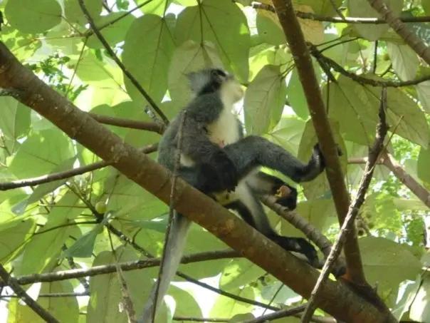 Orang Utan Treking Sumatra & Lovely Jungle Only Book If Are Treking With Us Lodge