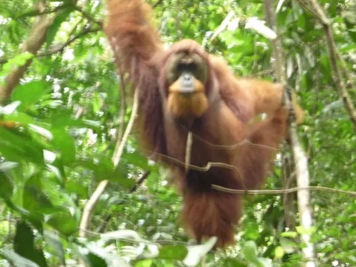 Orang Utan Treking Sumatra & Lovely Jungle Only Book If Are Treking With Us Lodge Bukit Lawang