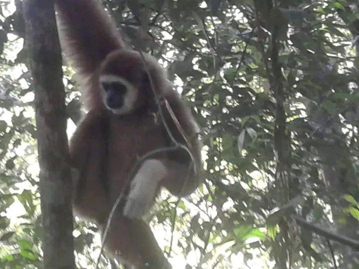 Orang Utan Treking Sumatra & Lovely Jungle Only Book If Are Treking With Us Lodge