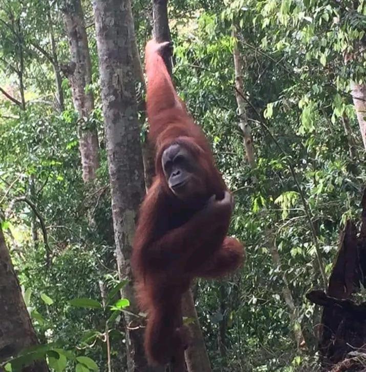 Orang Utan Treking Sumatra & Lovely Jungle Only Book If Are Treking With Us Lodge *