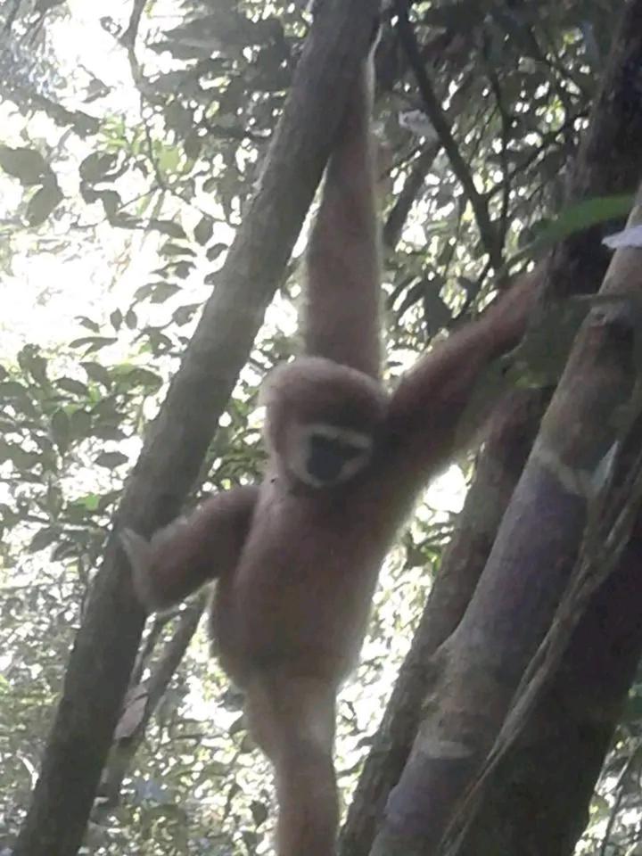 Lodge Orang Utan Treking Sumatra & Lovely Jungle Only Book If Are Treking With Us *
