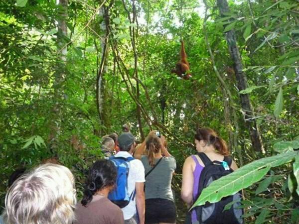 Orang Utan Treking Sumatra & Lovely Jungle Only Book If Are Treking With Us * Bukit Lawang