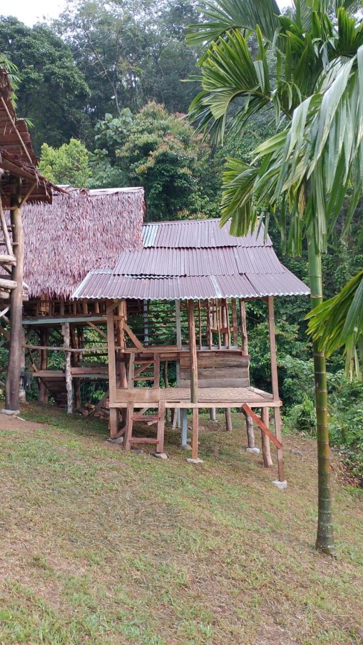 Orang Utan Treking Sumatra & Lovely Jungle Only Book If Are Treking With Us Lodge Bukit Lawang