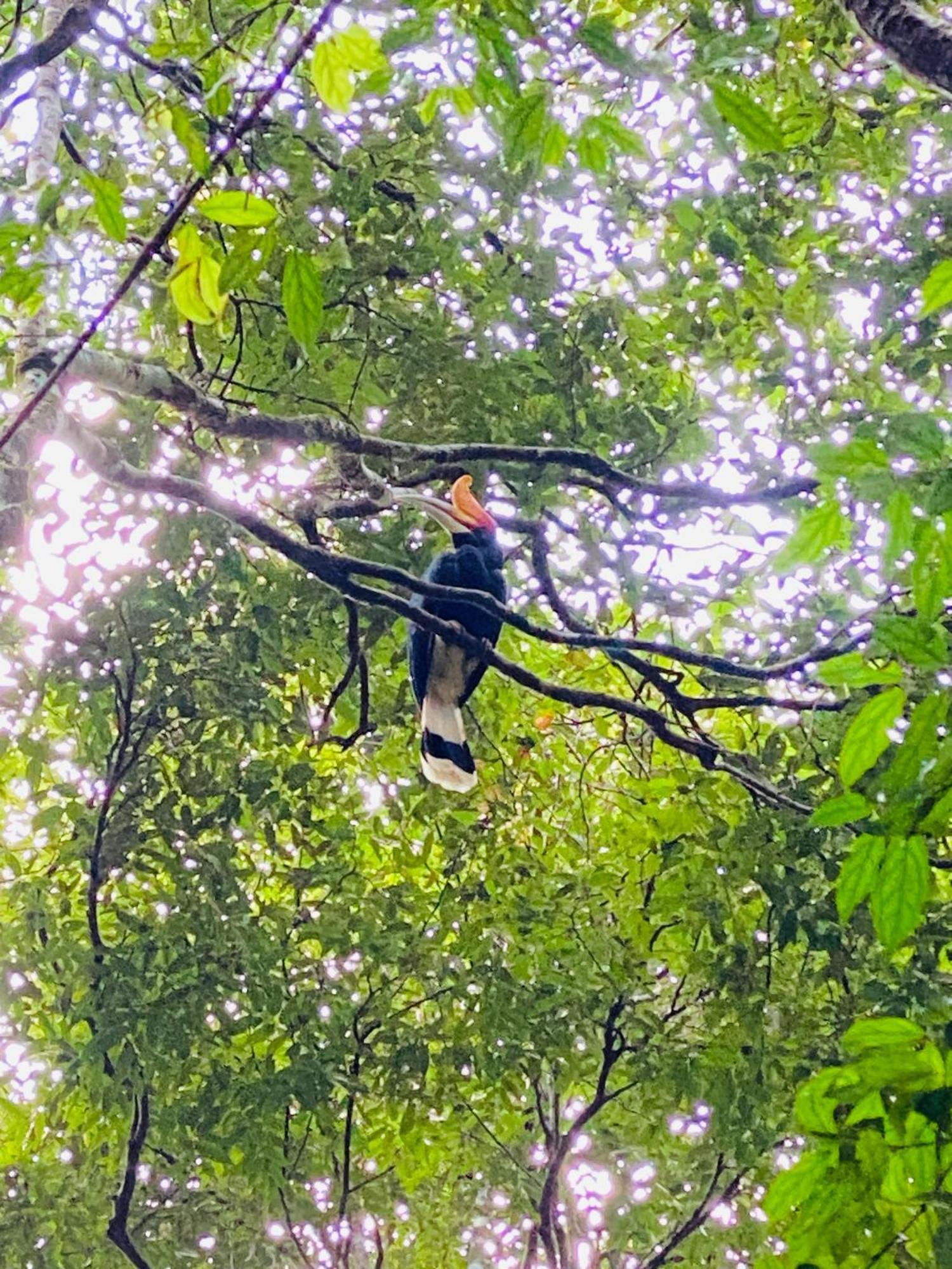 Orang Utan Treking Sumatra & Lovely Jungle Only Book If Are Treking With Us * Bukit Lawang