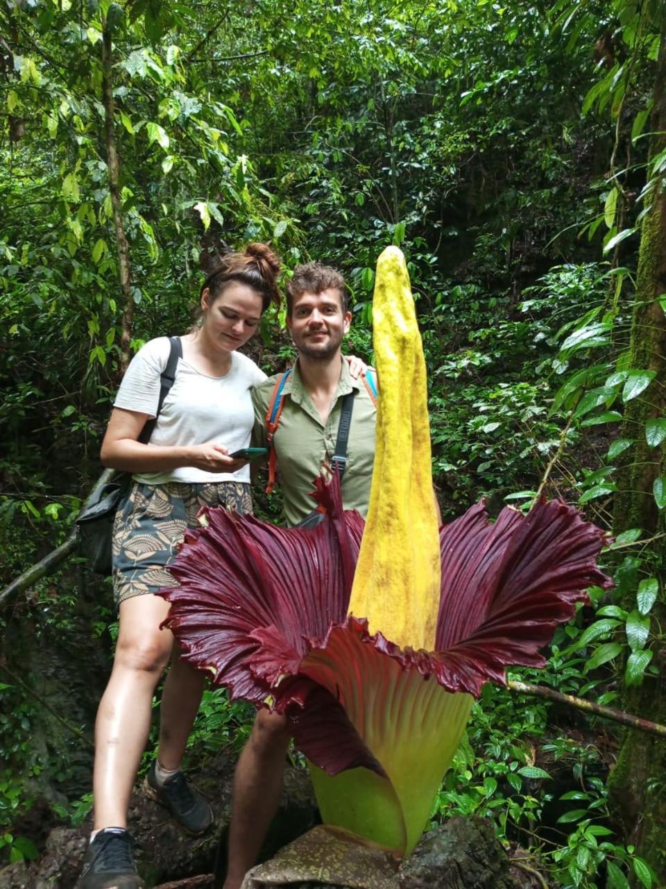 Orang Utan Treking Sumatra & Lovely Jungle Only Book If Are Treking With Us