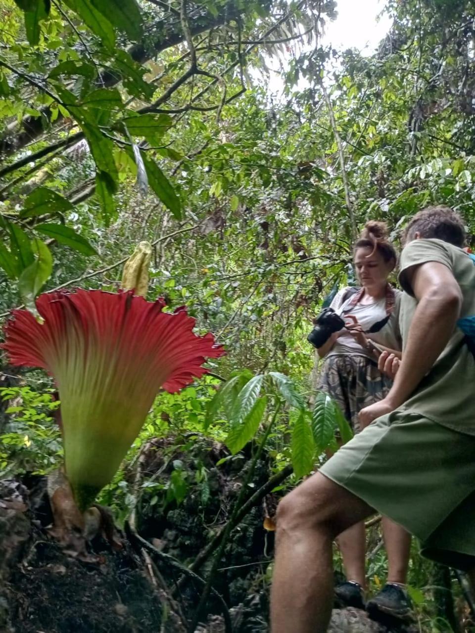 Orang Utan Treking Sumatra & Lovely Jungle Only Book If Are Treking With Us Lodge